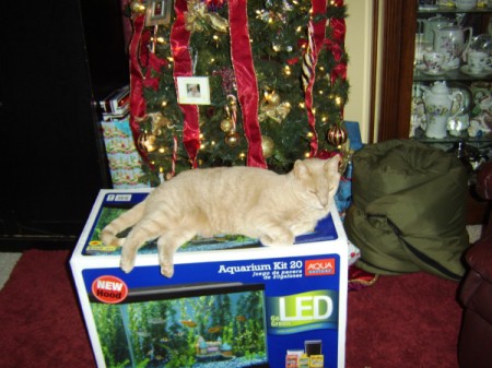 Tan tabby cat lying on box in front of Christmas tree.