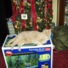 Tan tabby cat lying on box in front of Christmas tree.