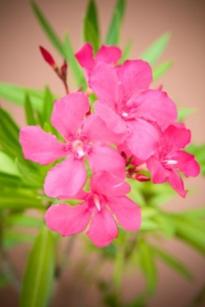 Pink Oleander