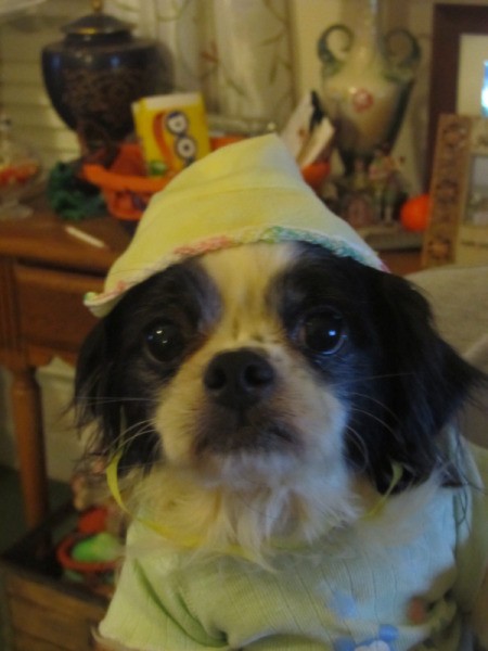 Dog dresses in hat and coat.