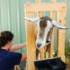 Straining Goats Milk