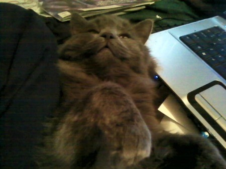 gray cat next to laptop