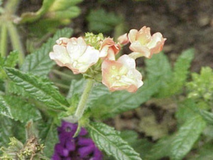 verbena flowers
