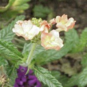 verbena flowers