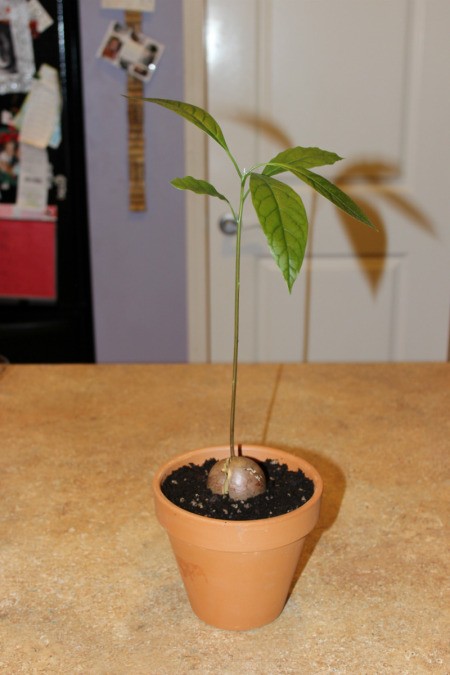 planted avocado seed