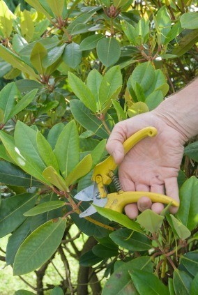 Pruning a Rhododendron