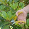 Pruning a Rhododendron