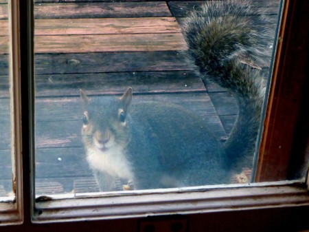 Squirrel Waiting for Breakfast
