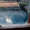 Squirrel Waiting for Breakfast
