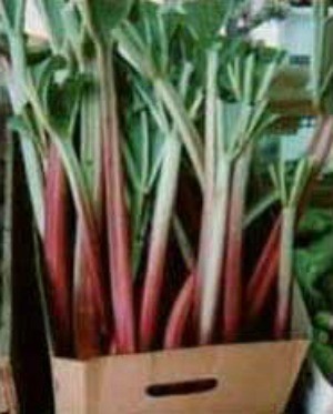 Rhubarb