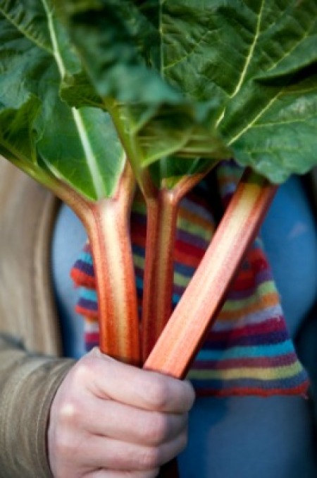 Rhubarb stalks
