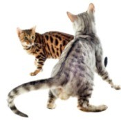 Cats Fighting