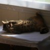 Carina the cat sunning herself by the window