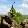 Grasshopper on Rock