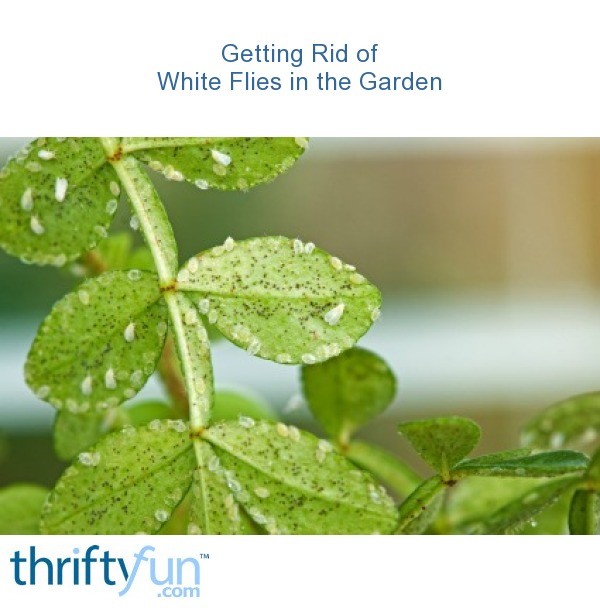 Getting Rid of White Flies in the Garden? ThriftyFun