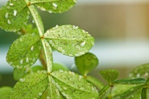 White Flies in the Garden