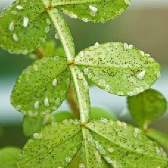 how to get rid of small white flies in the garden