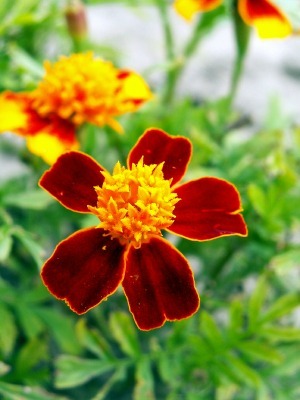 Red and Yellow Marigolds