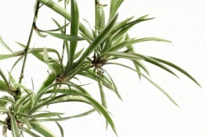 Spider Plant on White Background