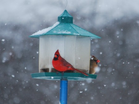 Pair of cardinals on bird feeder in the snow.