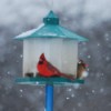 Pair of cardinals on bird feeder in the snow.