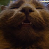 Closeup of cat's face.
