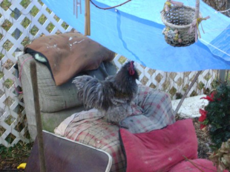 Rooster on chair outside.