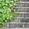English Ivy on Brick Wall