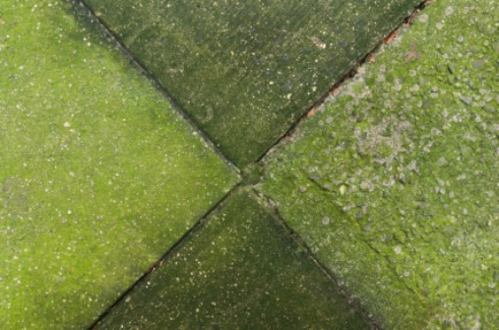 Getting Rid of Moss and Algae on Concrete ThriftyFun