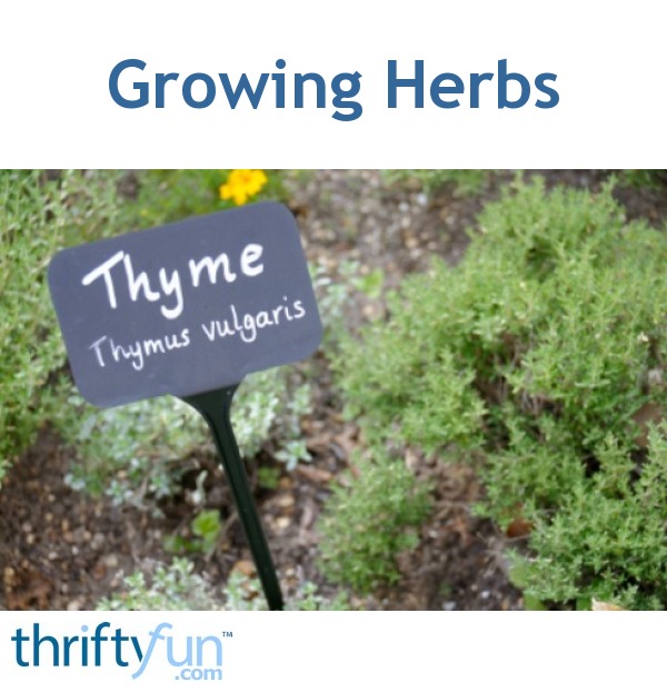 Growing Herbs Thriftyfun