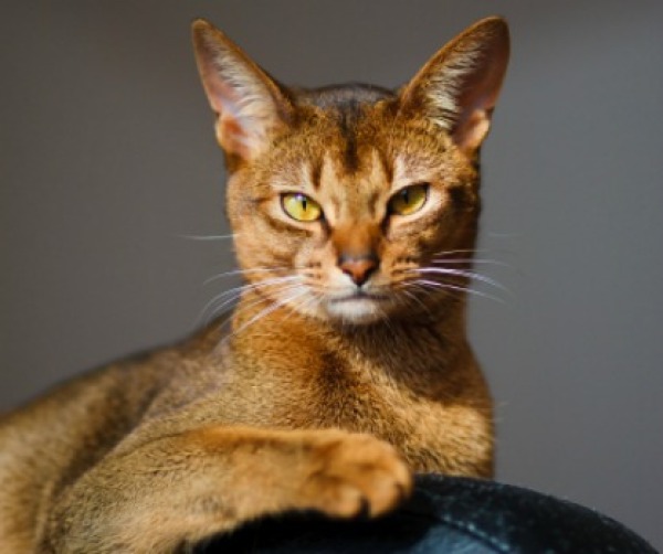 Abyssinian - Breed Information and Photos | ThriftyFun