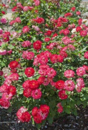 Rose Bushes