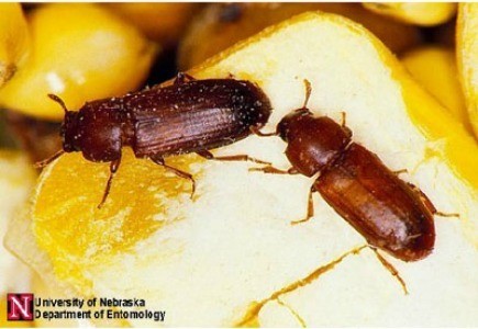 Flour Beetle