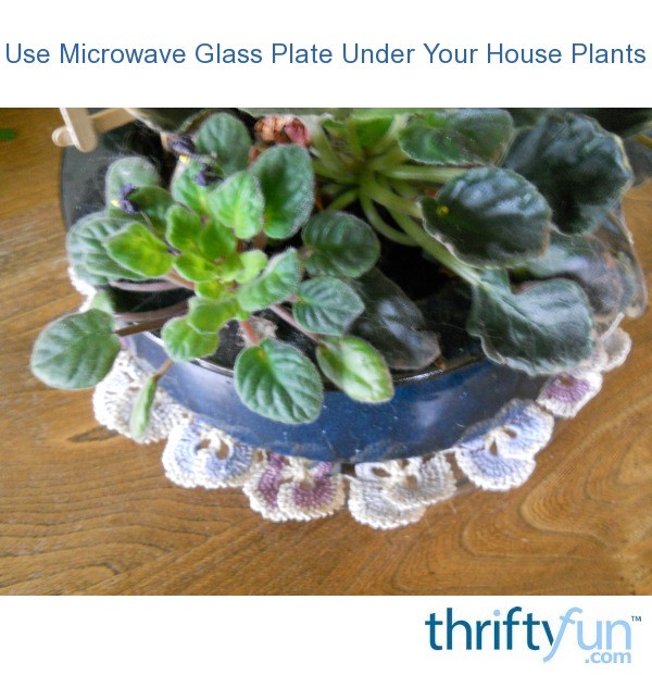 Use Microwave Glass Plate Under Your House Plants ThriftyFun