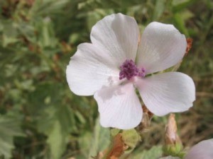 Growing: English Mallow