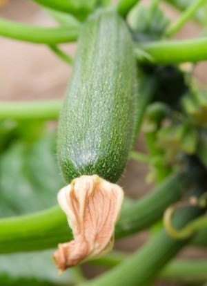Zucchini Growing