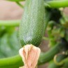 Zucchini Growing