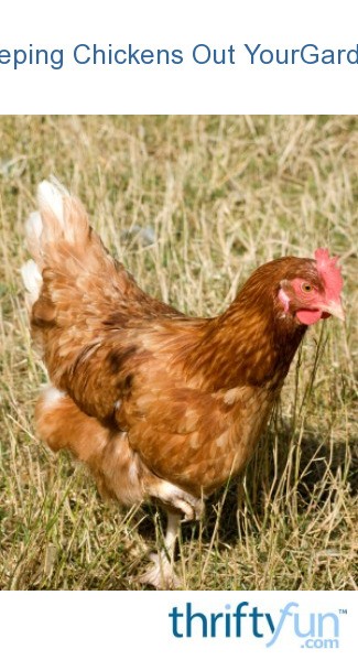 keeping-chickens-out-of-your-garden-thriftyfun