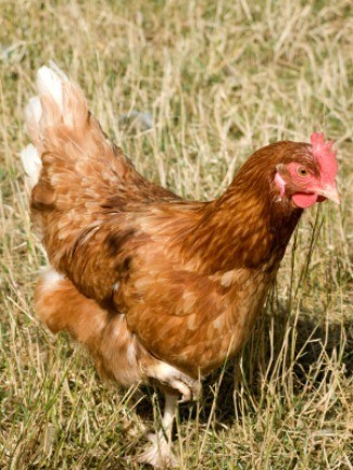 Keeping Chickens Out Of Your Garden Thriftyfun