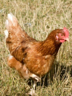 A free range chicken on a farm.