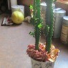 Dry apple slices covering soil in potted plant.