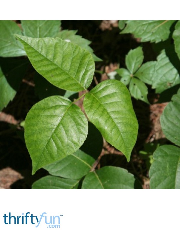 Home Remedies for Poison Ivy ThriftyFun