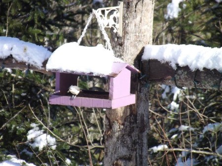 Snow covered bird feeder and bird.