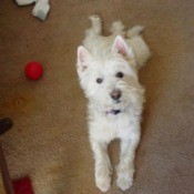 Pudgy (West Highland White Terrier)