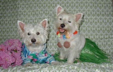 Jerry and Shana
(West Highland White Terriers)