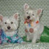 Jerry and Shana
(West Highland White Terriers)