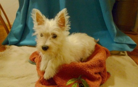 Leyla (West Highland Terrier)