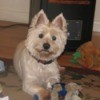 Simon (West Highland Terrier)