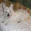 Lilly (West Highland Terrier)