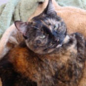 Angel (Tortoise Shell)